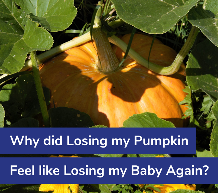 Why did Losing my Pumpkin Feel like Losing my Baby Again?