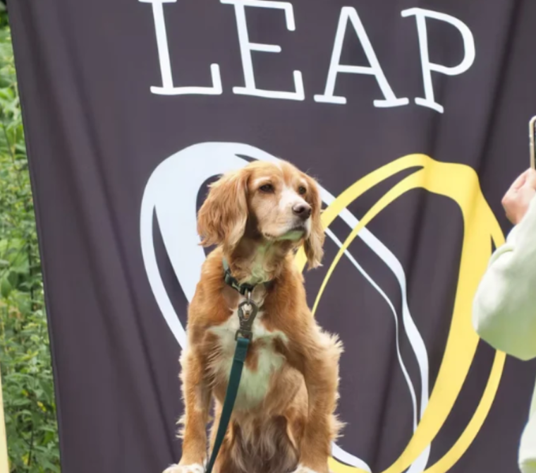 Cammo Dog Show 2026
