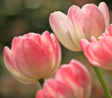 Navigating Mother's Day After the Death of a Child