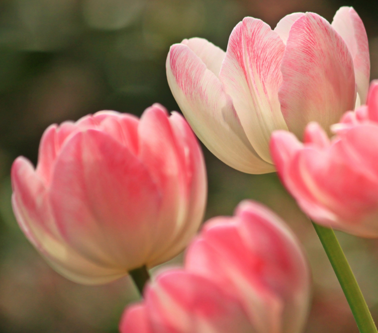 Navigating Mother's Day After the Death of a Child